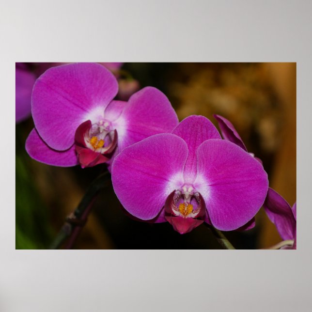 Poster de Orquídeas Rosa Quente (Frente)