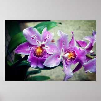 Poster de Orquídeas Roxas