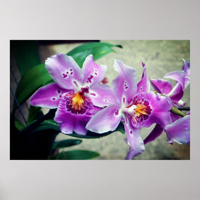 Poster de Orquídeas Roxas (Frente)