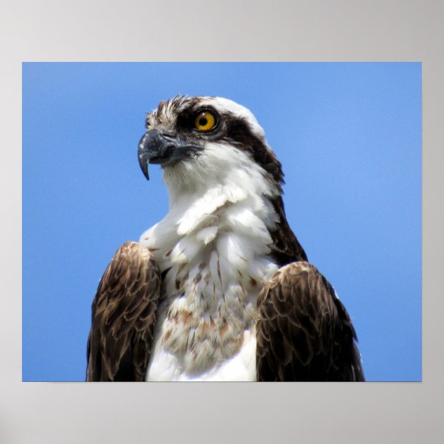 Poster de Osprey (4964) (Frente)