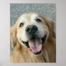 Poster de Ouro de recuperação de sorridente