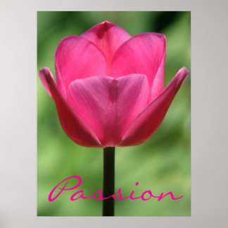 Poster de Paixão Tulip Rosa