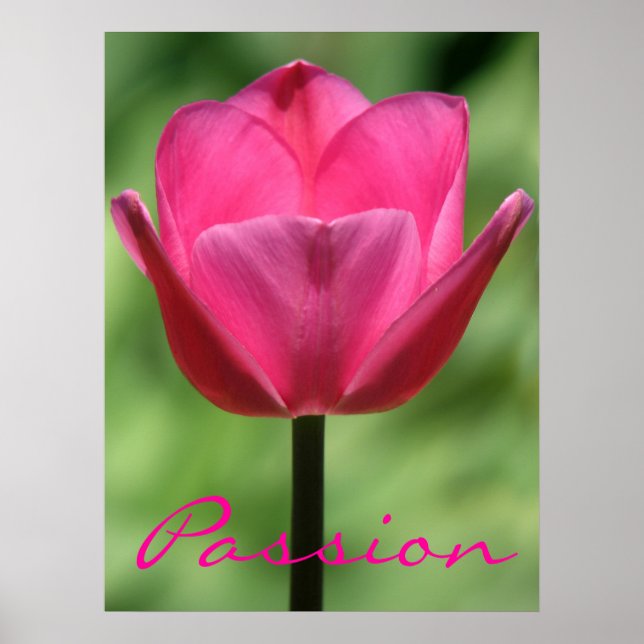 Poster de Paixão Tulip Rosa (Frente)