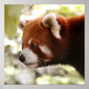 Poster de Panda