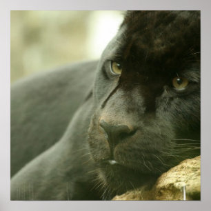 Poster de pano de dormir