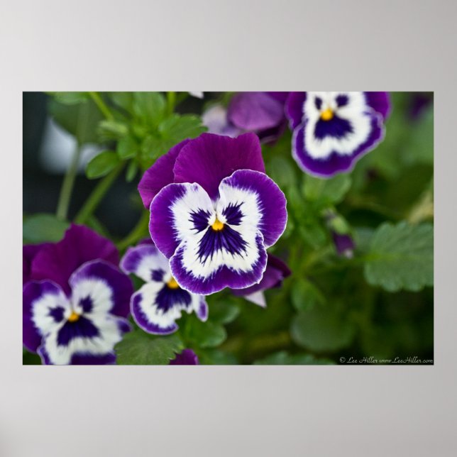 Poster de Pansy Real Purple e White Matrix (Frente)