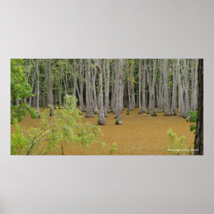 Poster de pântano místico