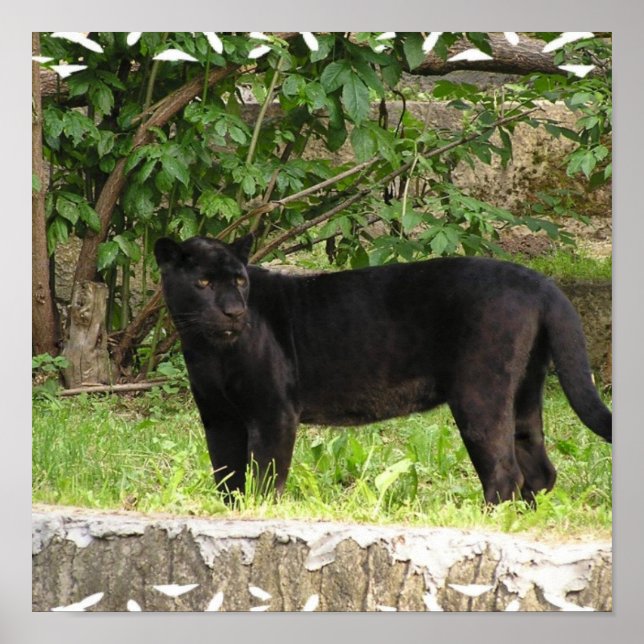 Poster de Pantera de Embalagem (Frente)