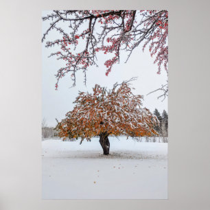 poster de parede 20x30