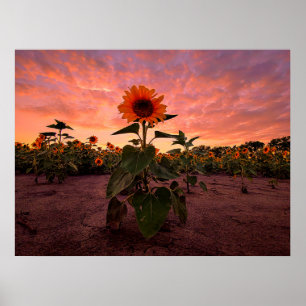 poster de parede 24x18