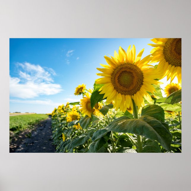 poster de parede 36x24 (Frente)