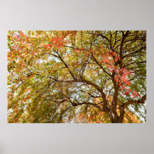 poster de parede 36x24