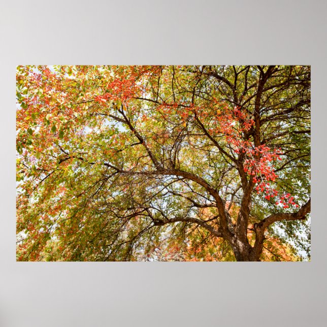 poster de parede 36x24 (Frente)