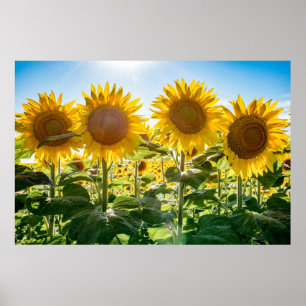 poster de parede 36x24