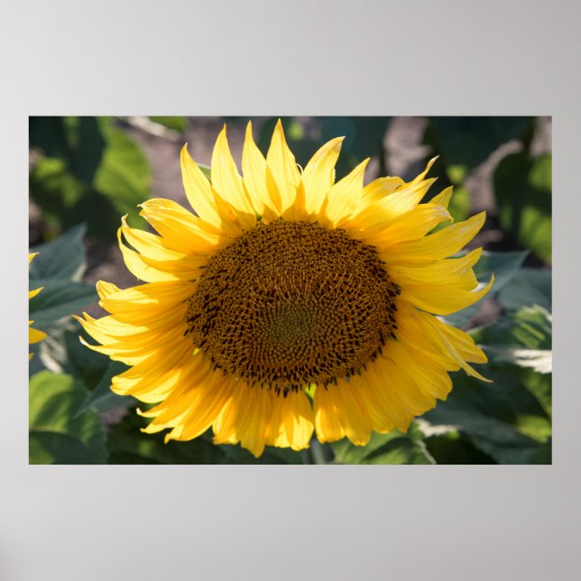 poster de parede 36x24 (Frente)