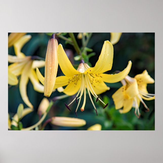 poster de parede 36x24 (Frente)