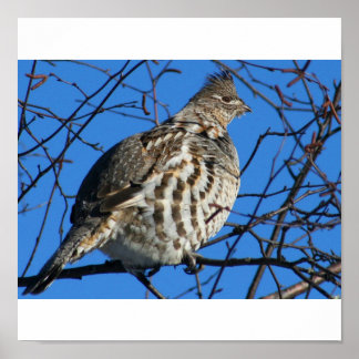 Poster de Partridge