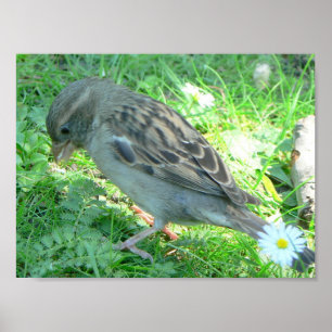 Poster de passarinho