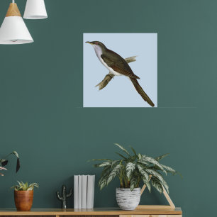 Poster de Pássaro Americano Cuckoo
