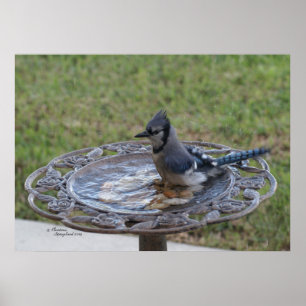 Poster de pássaro azul-cavo-da-índia