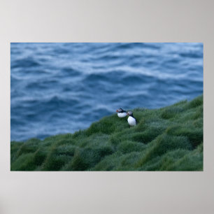 Poster de Pássaro Islandês Puffin
