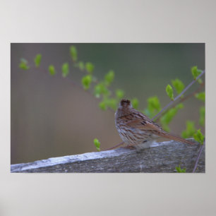 Poster de pássaro perfurado