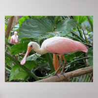 Poster de pássaro Tropical Rosa