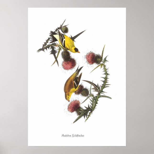 Pôster de Pássaros do Pintassilgo de Audubon (Frente)