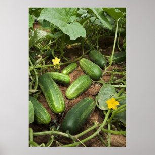 Poster de patch de pepino (em muitos tamanhos)