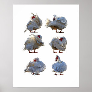 Poster de pato de Barbary