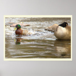 Pôster de Pato e Ganso no Riacho