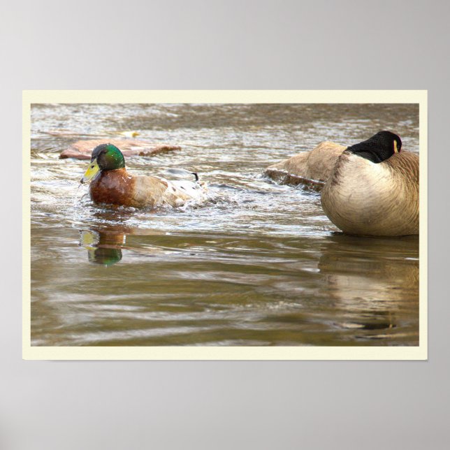 Pôster de Pato e Ganso no Riacho (Frente)