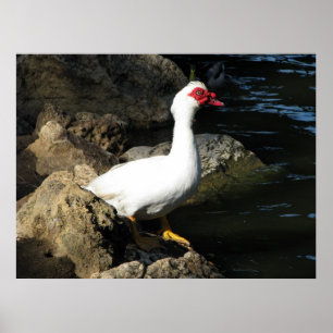 Poster de Pato Muscovy branco com rosto vermelho