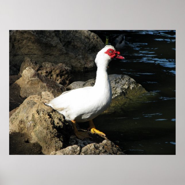 Poster de Pato Muscovy branco com rosto vermelho (Frente)
