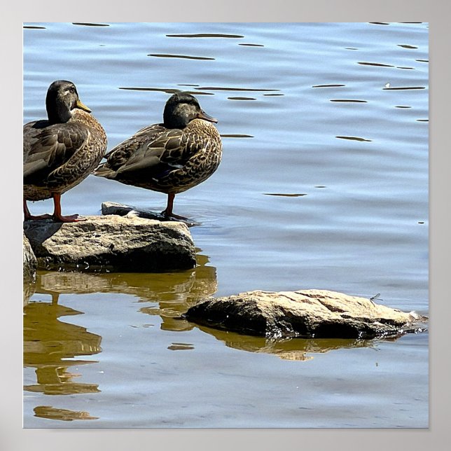 Pôster de Patos junto à Água (Frente)