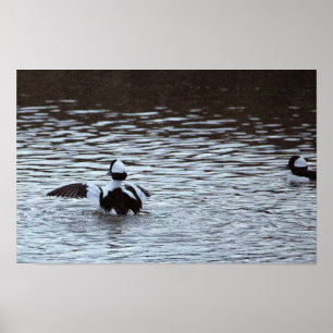 Pôster de Patos no Oceano