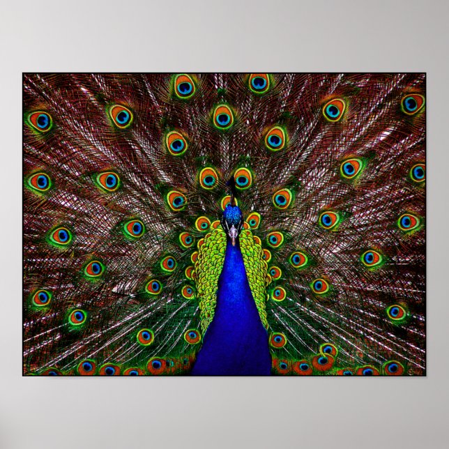 Poster de Peacock (Frente)