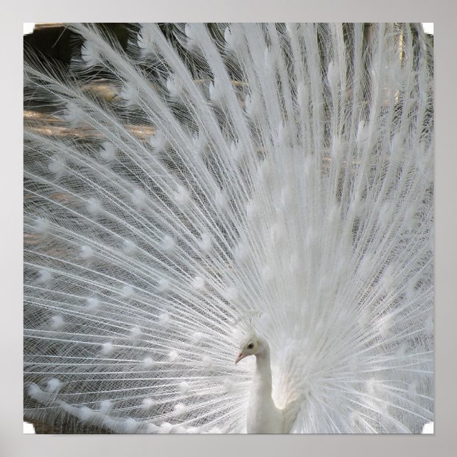 Poster de Peacock Branco (Frente)