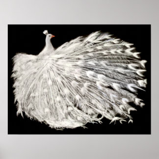 Poster de Peacock Branco