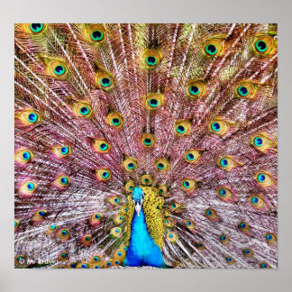 Poster de Peacock Ortoado ou Impressão