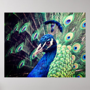 Poster de Peacock - R - 0614