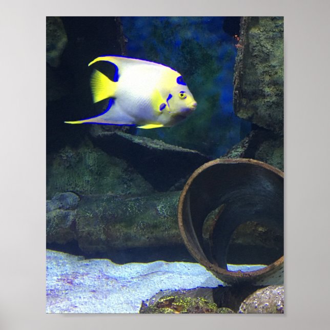 Poster de Peixe Amarelo Branco Azul (Frente)