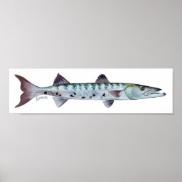 Poster de peixe Barracuda
