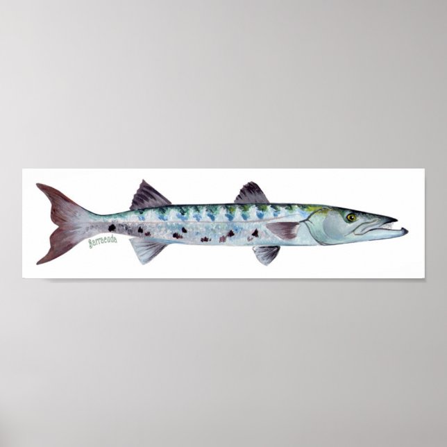 Poster de peixe Barracuda (Frente)