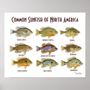 Poster de peixe-sol comum