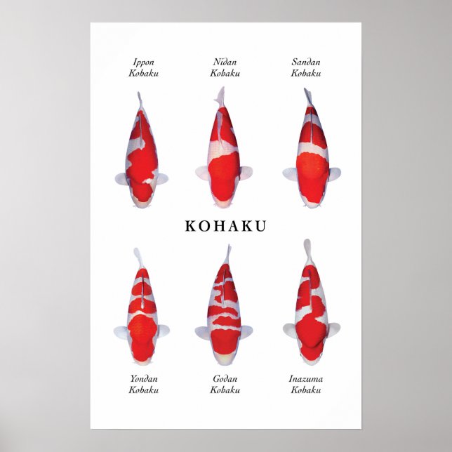 Poster de peixes koi japoneses: Kohaku (Frente)