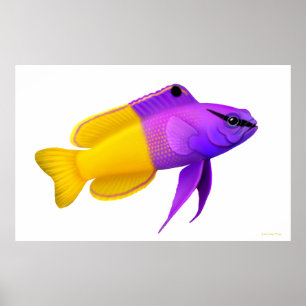 Poster de Peixes Reef de Coral Real Gramma