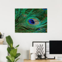 Poster de penas de pavão azul-índio