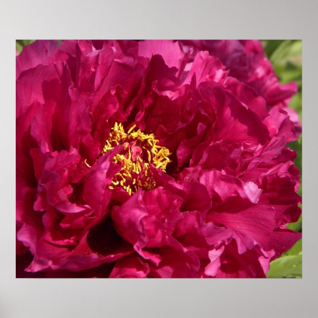 Poster de Peony Rosa (Frente)