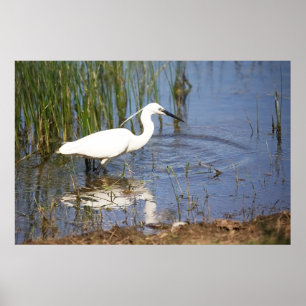 Poster de Pequeno Egret